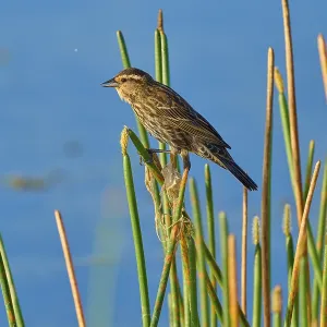 A bird sits quietly on reeds by a lake under a blue sky A bird sits quietly on reeds by a lake under a blue sky
