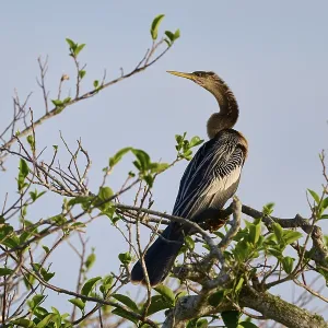 Bird sitting on a branch, surrounded by green leaves and blue sky in the background