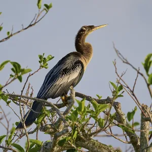 Bird sitting proudly on a sunlit branch