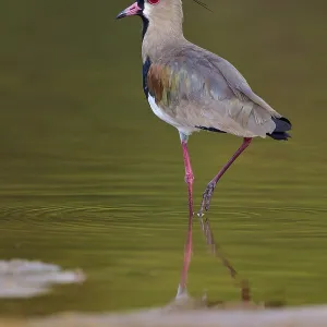 Bird standing in calm water with clear reflection
