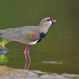 Bird standing at the edge of the water