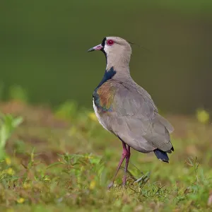 Bird standing on a green meadow
