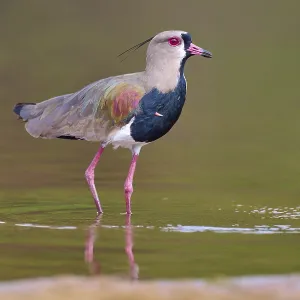 Bird standing upright in water with reflection