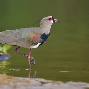 Bird standing in the water with its leg raised