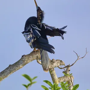 Bird striking a graceful courtship pose on a branch
