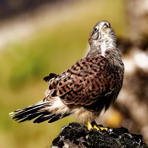 Young Common Kestrel on a Rock Print, Bavaria, Germany Young Common Kestrel on a Rock Print, Bavaria, Germany