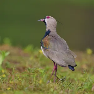 Bird in side view in a meadow in natural surroundings
