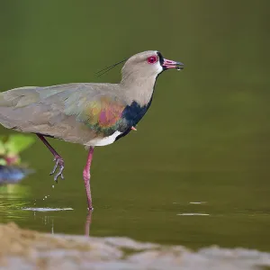 Bird in the water, lifting one leg while looking for food