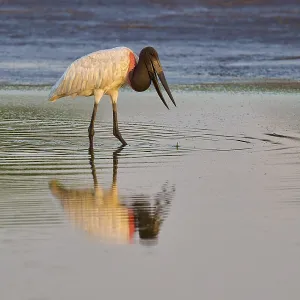 Bird in water with reflection, calm and serene in nature Bird in water with reflection, calm and serene in nature