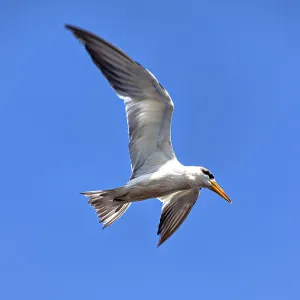 A bird with a yellow beak flies majestically against a clear blue sky