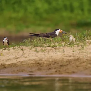 Birds with chicks on a sandy bank with plants in the background Birds with chicks on a sandy bank with plants in the background