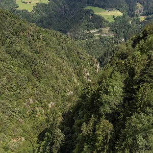 Bird's eye view of dense coniferous forest in a steep gorge<br> Bird's eye view of dense coniferous forest in a steep