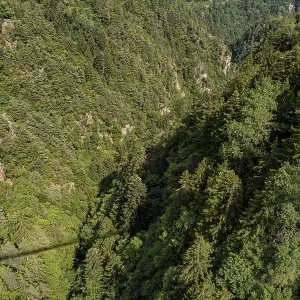 Bird's eye view of dense coniferous forest in a steep gorge<br> Bird's eye view of dense coniferous forest in a steep