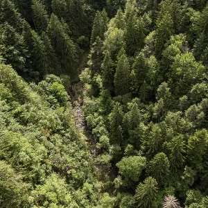 Bird's eye view of dense coniferous forest in a steep gorge<br> Bird's eye view of dense coniferous forest in a steep