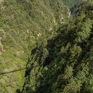 Bird's eye view of dense coniferous forest in a steep gorge<br> Bird's eye view of dense coniferous forest in a steep