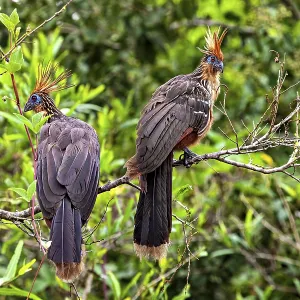 Two birds with feathered caps resting on branches in green surroundings