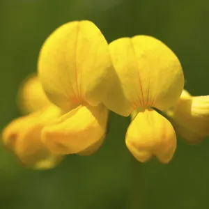 Birds-foot trefoil (Lotus corniculatus)