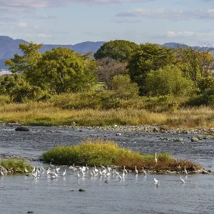 Birds gather on river islands in a vast landscape surrounded by trees