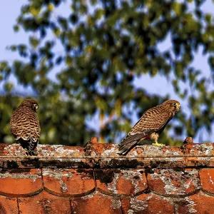 Two Birds on Old Tiled Roof Print, Amberg, Germany Two Birds on Old Tiled Roof Print, Amberg, Germany