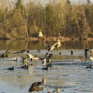 Birds taking flight over a lake framed by trees Birds taking flight over a lake framed by trees