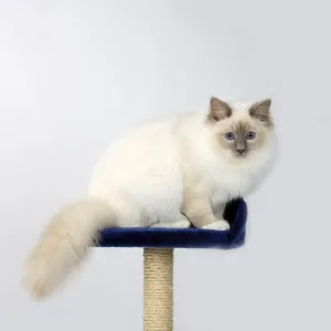 Birman cat, lilac-point, male, 7 months Birman cat, lilac-point, male, 7 months