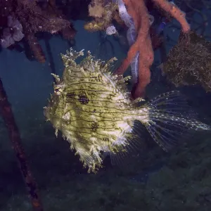 Bizarre Jewellery Filefish Print, Secret Bay, Bali Bizarre Jewellery Filefish Print, Secret Bay, Bali