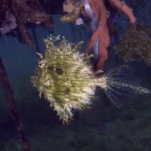 Bizarre Jewellery Filefish Print, Secret Bay, Bali Bizarre Jewellery Filefish Print, Secret Bay, Bali