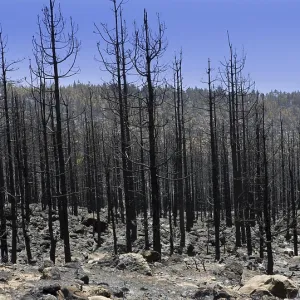 Black ashes of canary pine after forest fire at Teide National park in summer 2012