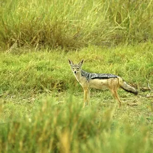 Black-backed jackal (Canis mesomeles)