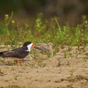 Black bird with two chicks on sandy ground Black bird with two chicks on sandy ground