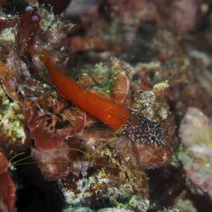 Black Blenny Print, Muzil, Croatia