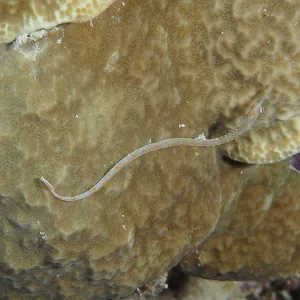 A black-breasted pipefish (Corythoichthys nigripectus) wriggling on a stony coral