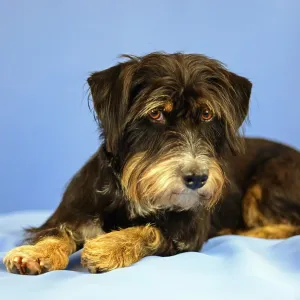 A black and brown dog is lying relaxed on a blue background