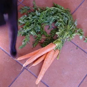 Black cat and carrots exposed on ceramic floor backround