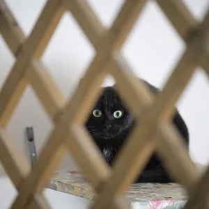 A black cat with green eyes peers through a lattice in an indoor setting A black cat with green eyes peers through a lattice in an indoor setting
