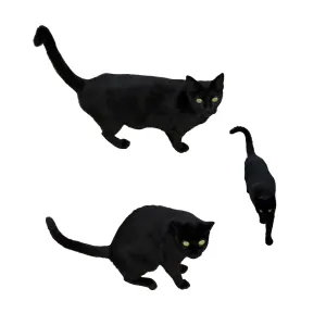 Black cat with green eyes in three positions Black cat with green eyes in three positions