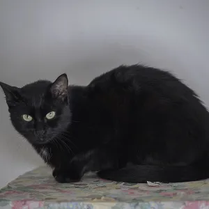 A black cat with green eyes is sitting on a floral-patterned surface A black cat with green eyes is sitting on a floral-patterned surface