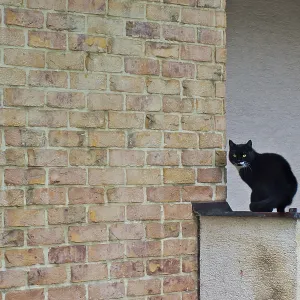 A black cat sits alone on the edge of a balcony against a brick wall