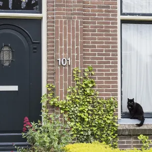 Black cat sitting on window sill