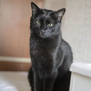A black cat with sleek fur and green eyes sits against a wooden backdrop A black cat with sleek fur and green eyes sits against a wooden backdrop