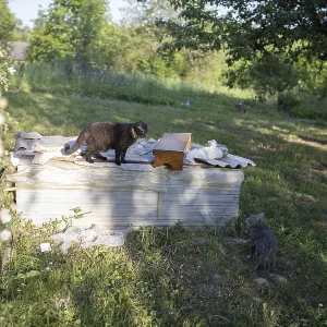 Black cat on wooden box and another on ground in a sunlit garden Black cat on wooden box and another on ground in a sunlit garden