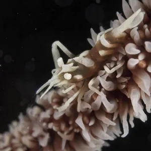 Black coral partner shrimp, Black coral partner shrimp