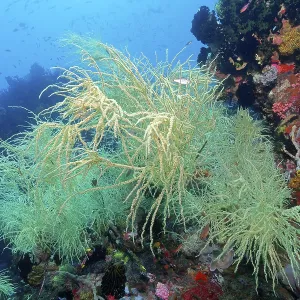 Black coral with yellow polyps (antipates) on coral reef