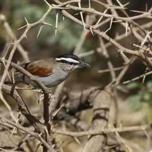 Black-crowned Tchagra (Tchagra senegalus percivali) perched on a branch Black-crowned Tchagra (Tchagra senegalus percivali) perched on a branch