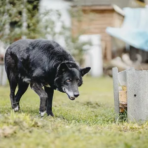 A black dog cautiously exploring near garden plants and wooden structures
