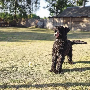 The black dog eagerly waits in the sunny yard