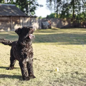 A black dog stands joyfully in the sunlit yard