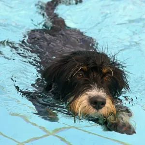 A black dog swims in the pool, dog swimming in the outdoor pool