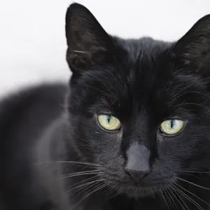 Black domestic cat (Felidae)