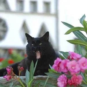 Black domestic cat sitting on a wall behind blossoms of oleander and yawning